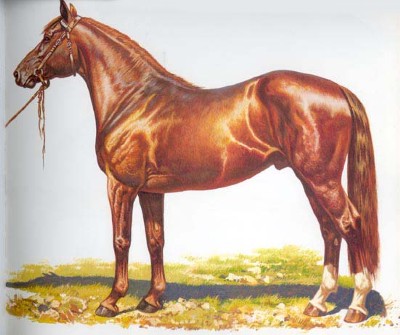Hanover Horse.jpg